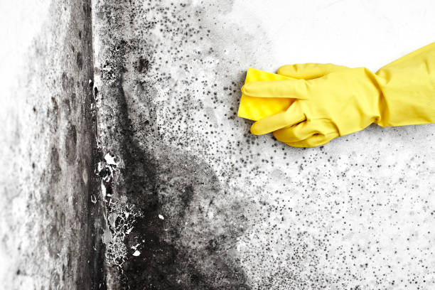Best Post-Flood Mold Remediation in Liberal, KS