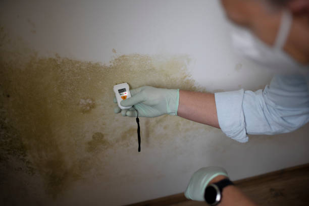 Best Attic Mold Remediation in Liberal, KS
