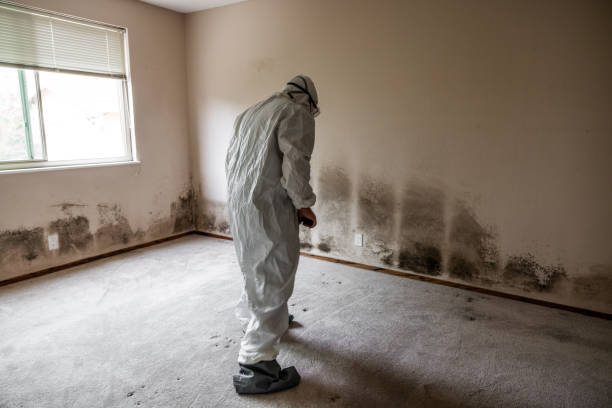 Best Emergency Mold Remediation in Liberal, KS